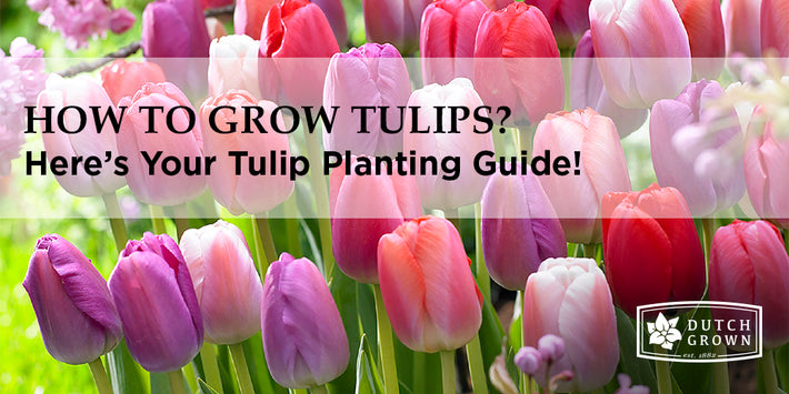How to Grow Tulips?