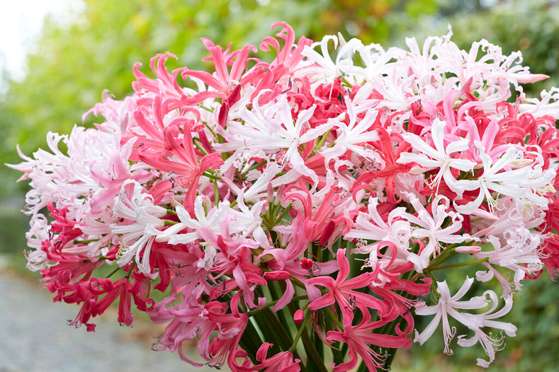 How To Plant Nerine Bulbs