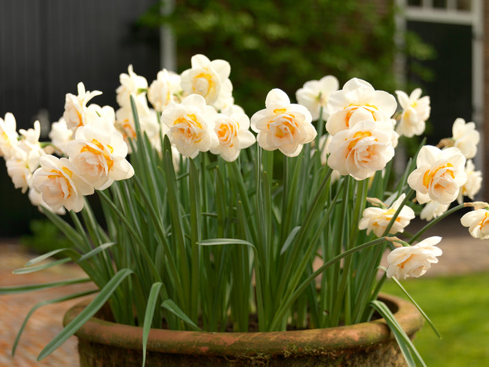 How to Grow Daffodils in Pots or Containers