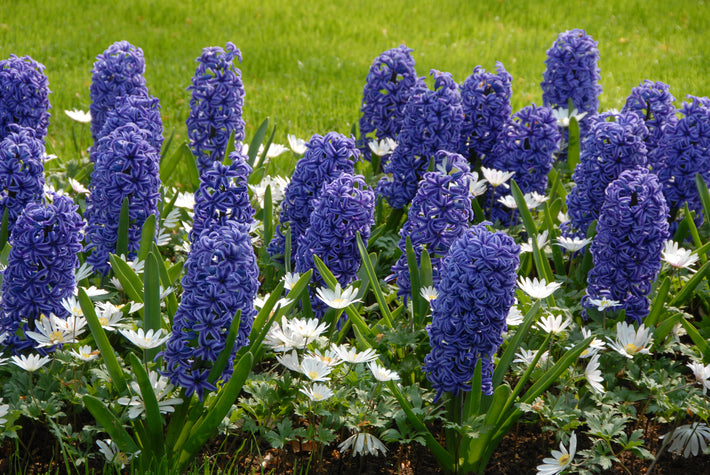 Hyacinths: Beautiful, Festive and Fragrant