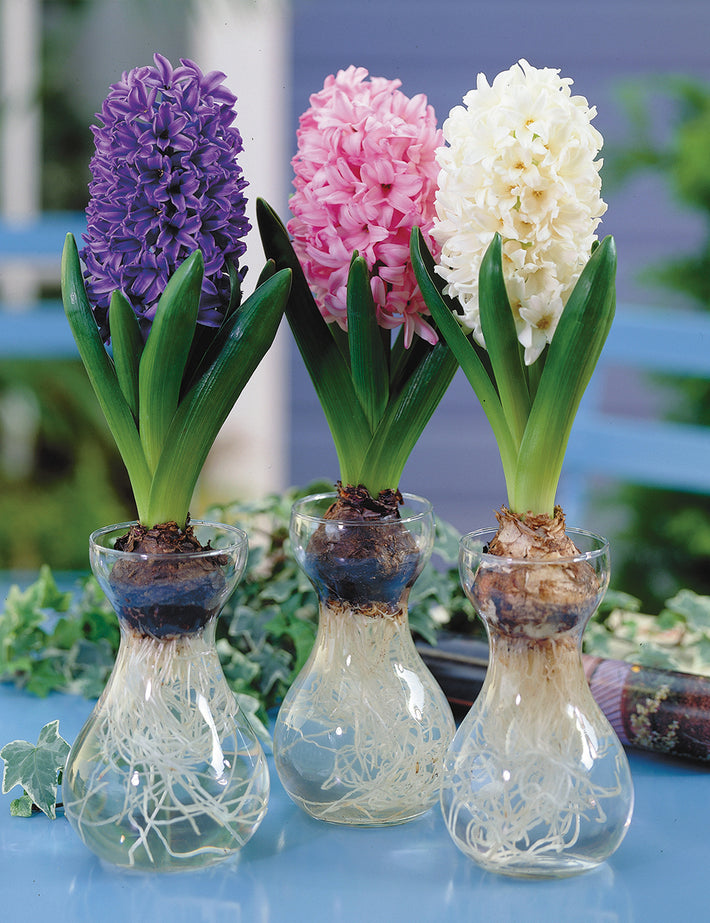 How To Grow Hyacinth In Water?