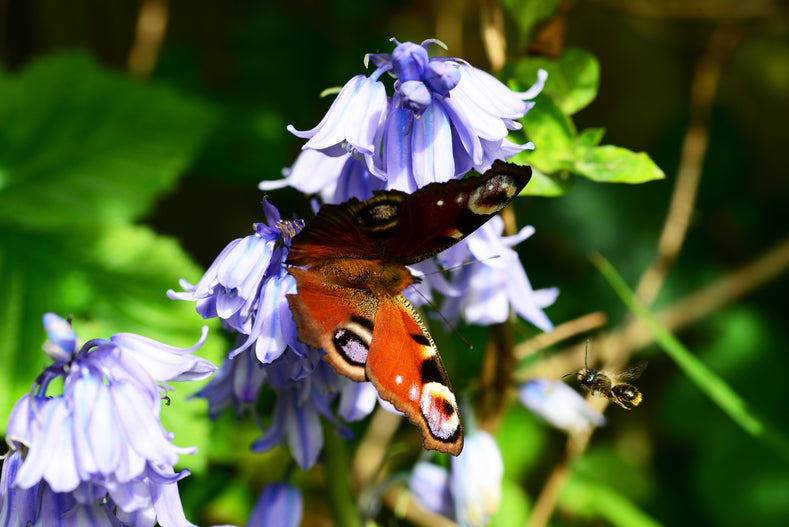 Best flower bulbs to attract bees and butterflies to your garden!