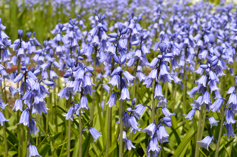 Spanish Bluebells – The Easy Beauties