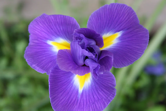 How to Divide Irises?