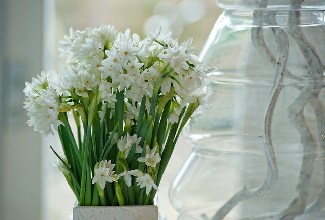 Paperwhites – Fun, Elegant and Easy