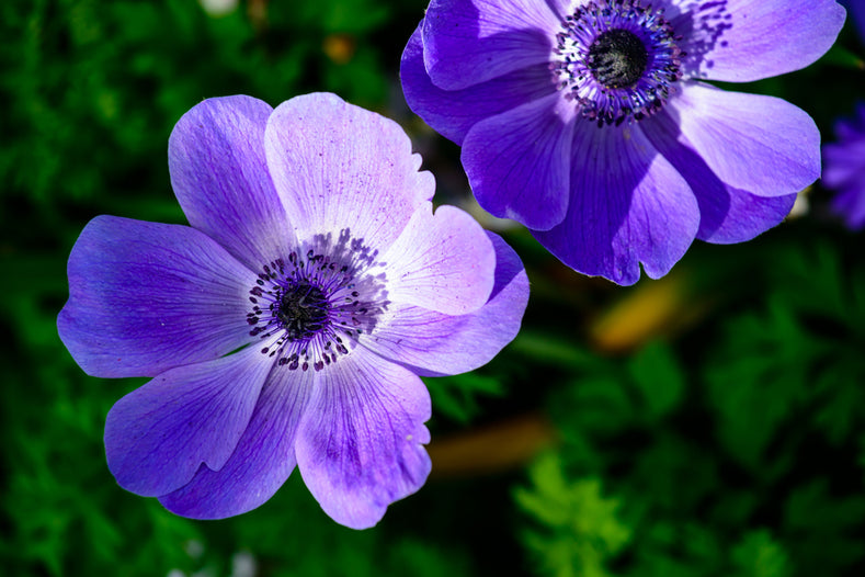 Growing Guide: How to Grow Italian Anemone