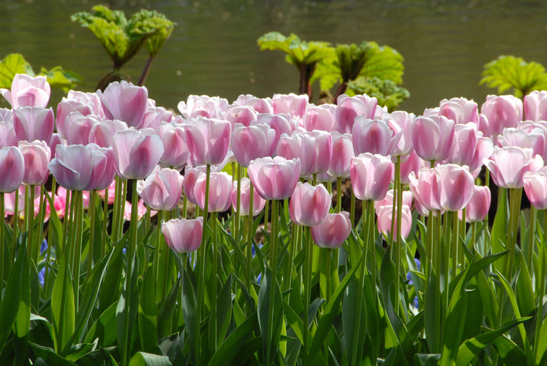Tulips – Dutch Pride in Bloom