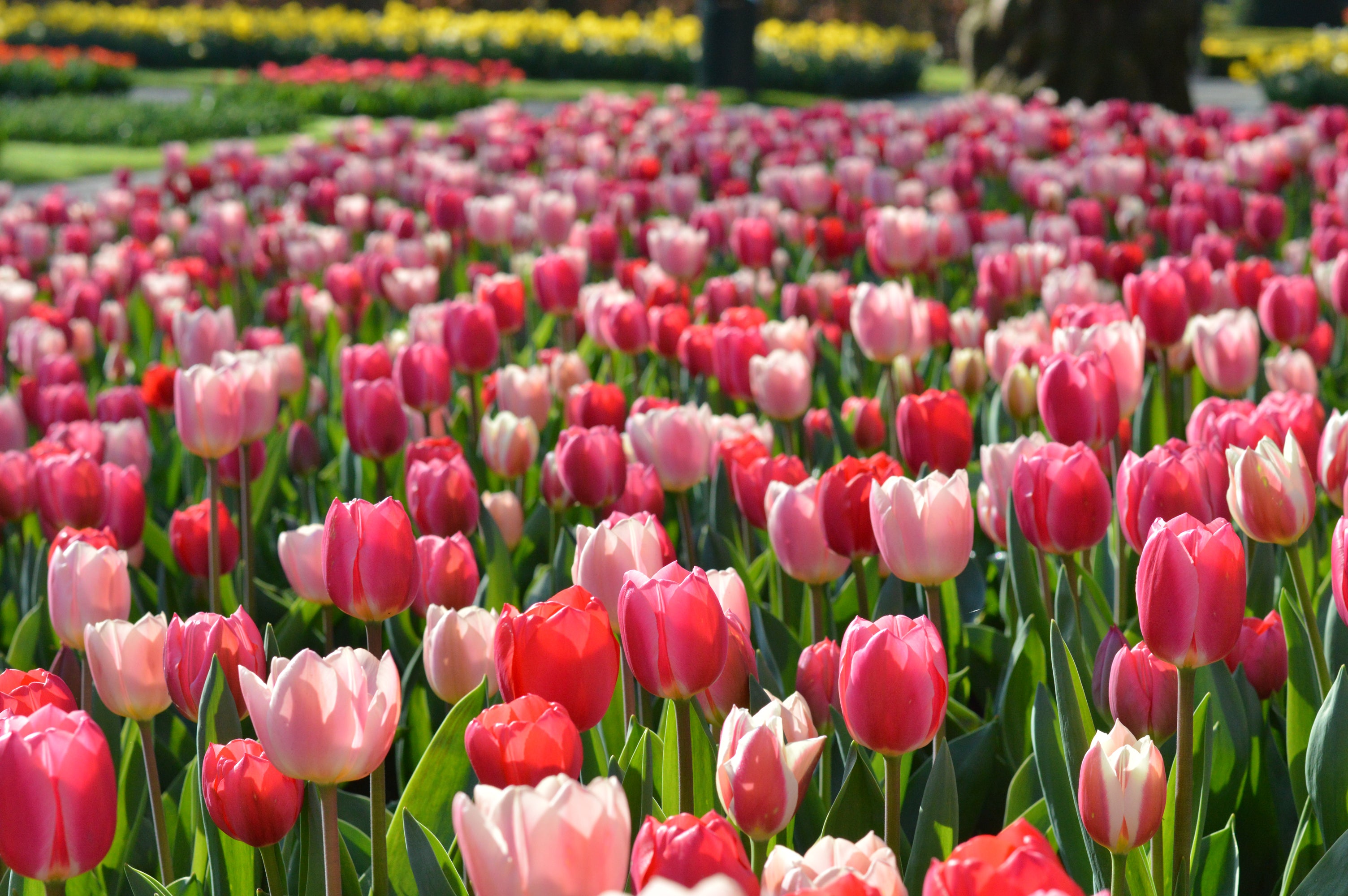 Buy topquality Dutch bulbs online to create a fabulous garden display