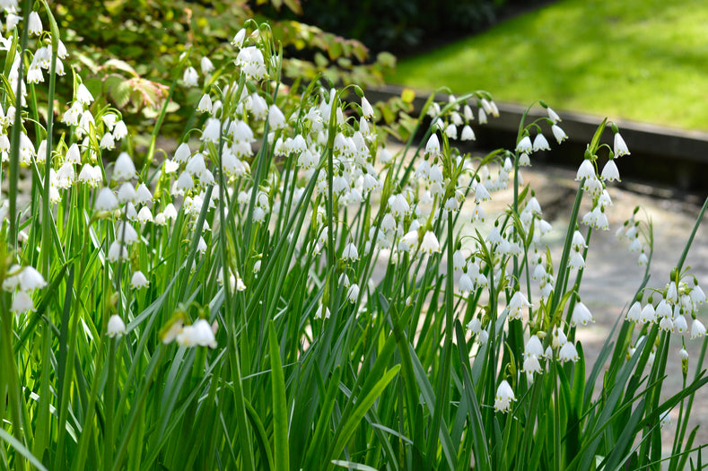 Leucojum – The Gentle Giant (Snowflake)