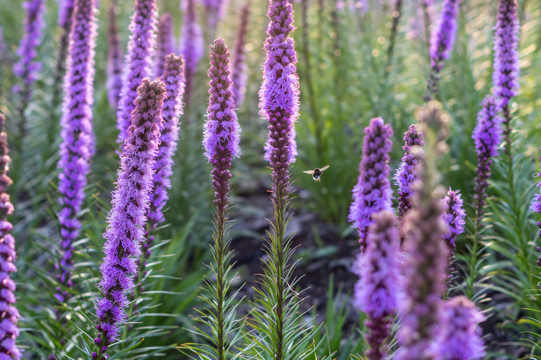 Growing Guide: How to Grow Liatris