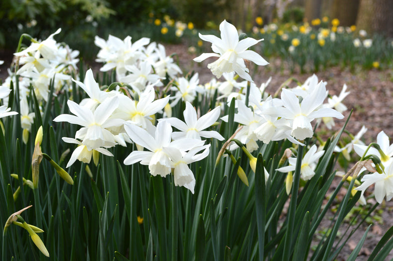 Mini Daffodil “Thalia”: Pure White Fragrant Spring Blooms