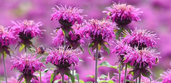 All About Monarda Cranberry Lace