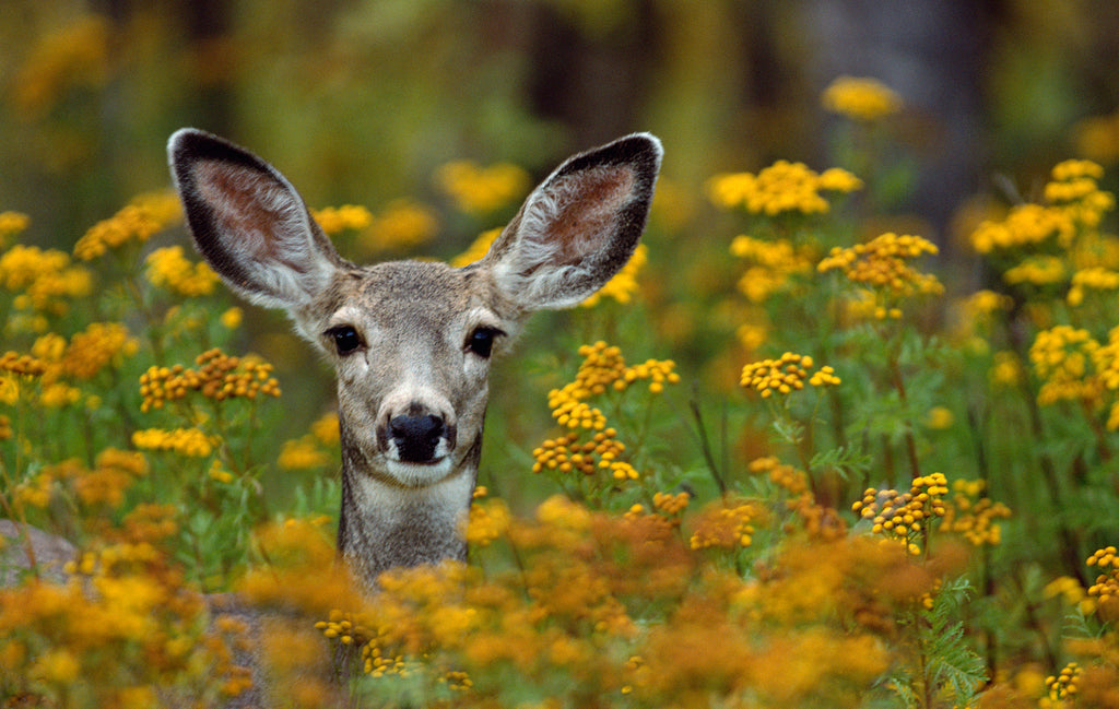 Beautiful Blooming Deer