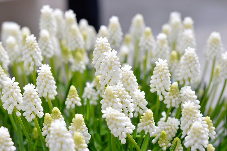 A Whole Season of White – Planting a White Garden