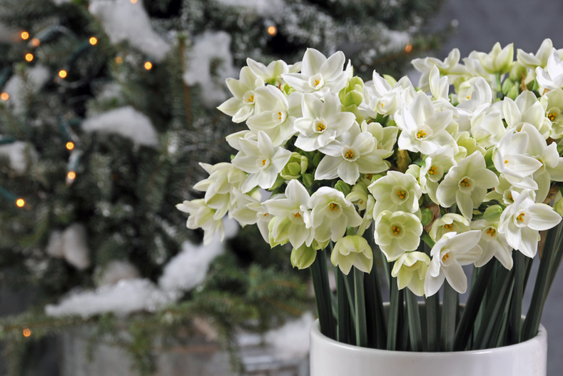 Growing Bulbs Indoors For Christmas