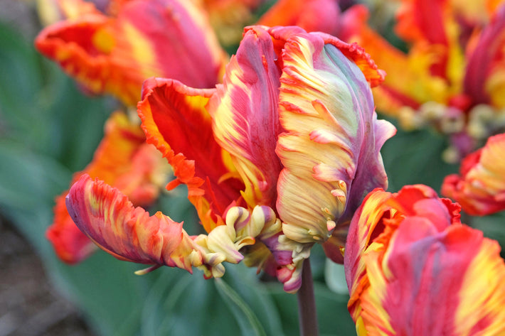 The Parrot Tulip - One of the Most Stunning Tulip Varieties You'll Ever See