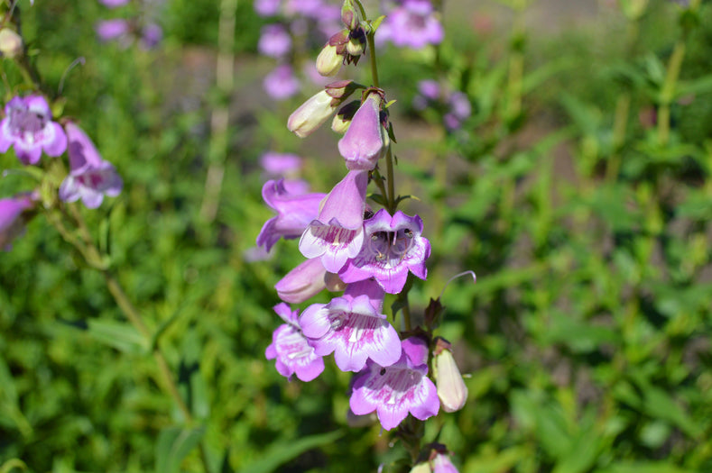 Growing Guide: How to Grow Penstemon