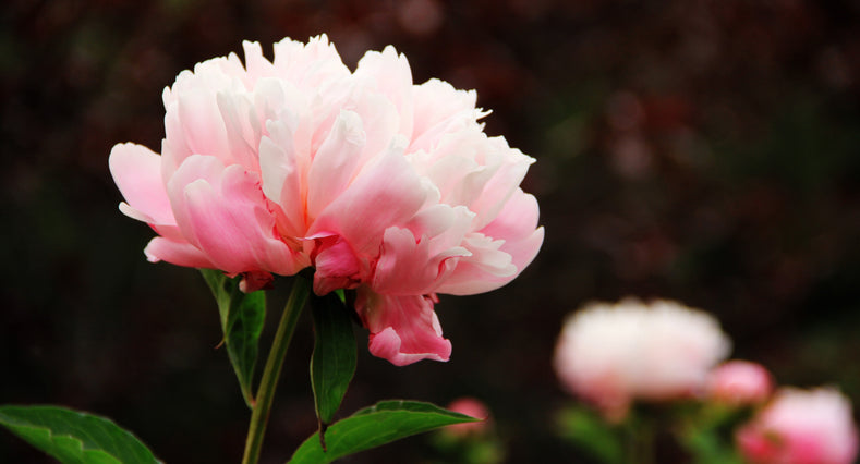 How to Grow Peonies in the Fall