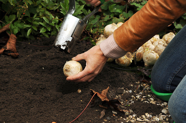 Can You Plant Bulbs In Winter?