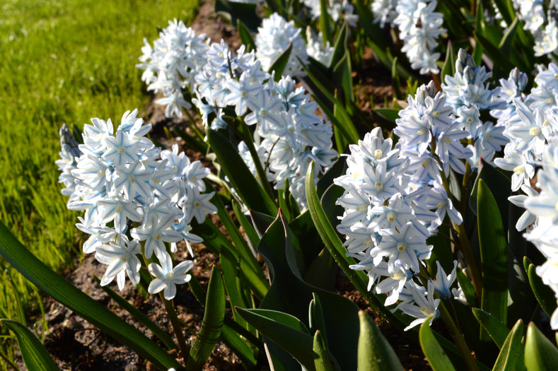 Puschkinia 'Striped Squill', The Quiet Charmer