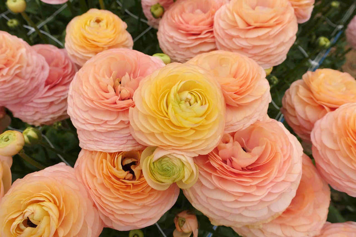 The Ranunculus Romance™ Series: What Makes It the Florist's Favorite