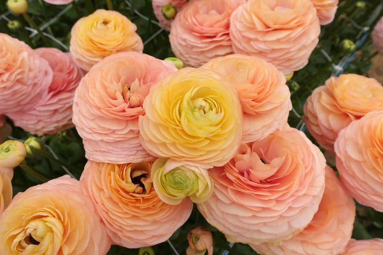 The Ranunculus Romance™ Series: What Makes It the Florist's Favorite