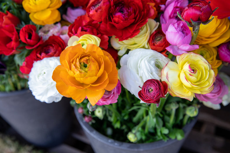 Growing Ranunculus - All You Need To Know!