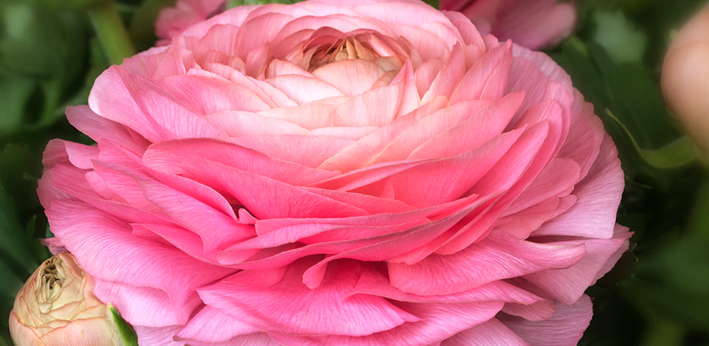 Star Ranunculus Ravishing Ranunculus: Everything You Need To Know