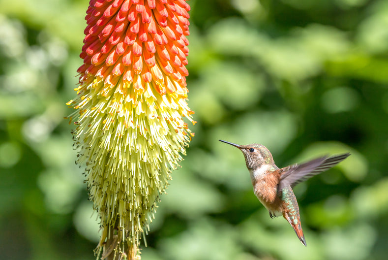 All About Red Hot Poker!