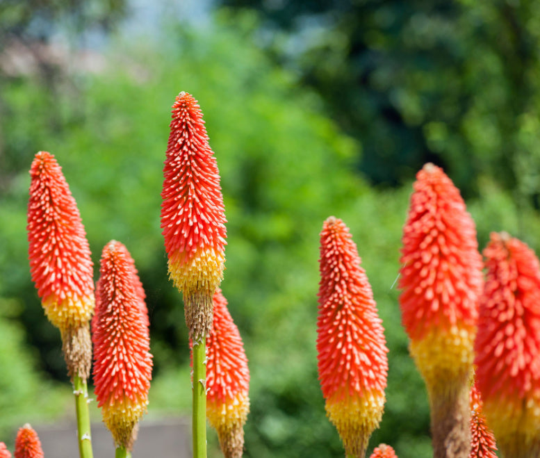 Growing Guide: How to Grow Red Hot Poker