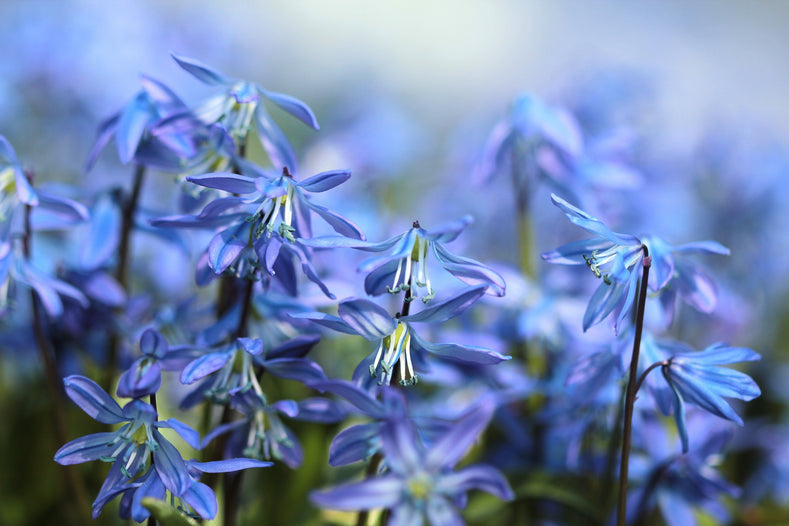 Siberian Squill (Scilla Siberica)