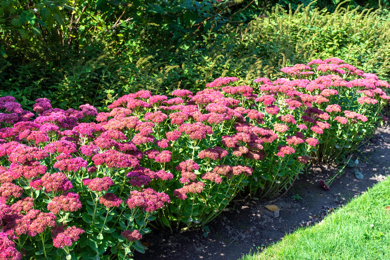 How to Grow Sedum (Stonecrop)