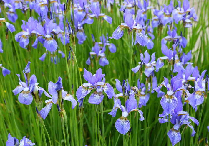 Growing Guide: How to Grow Siberian Iris