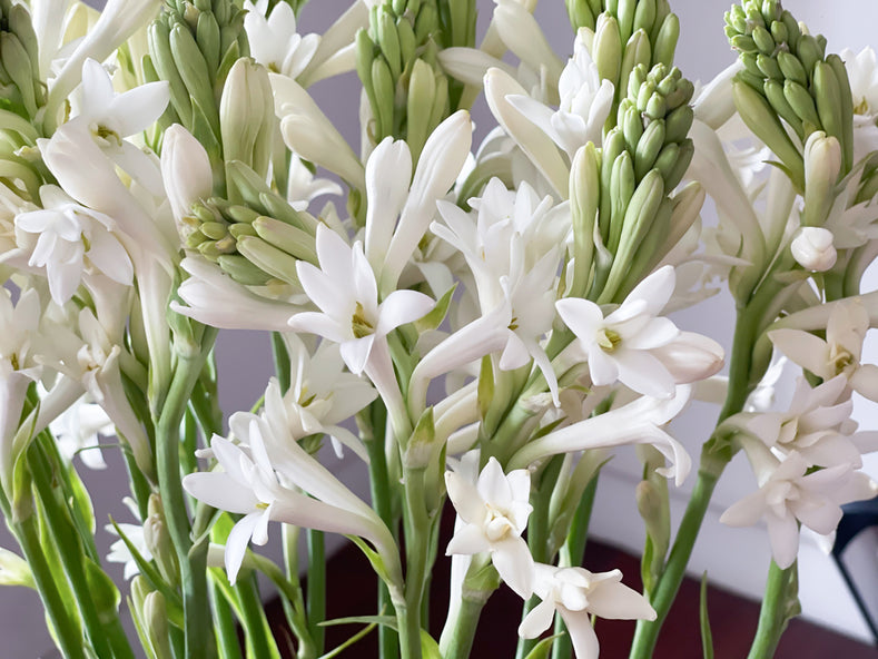 Growing Guide: How to Grow Tuberoses