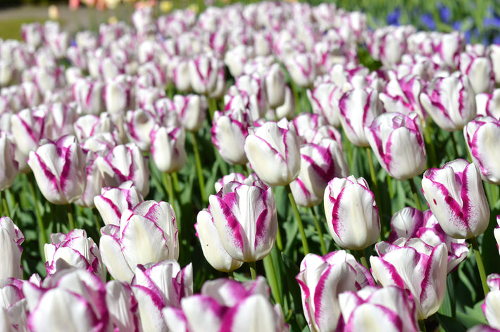 Best Time To Plant Flower Bulbs