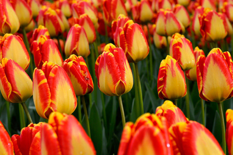 Variety Spotlight Series: Giant Darwin Tulips