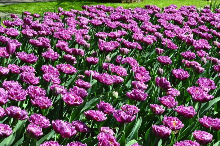 Seeing Double! Double Flowering Tulips