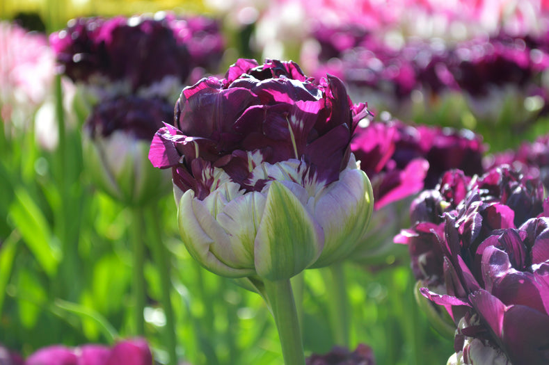 Blue Tulips