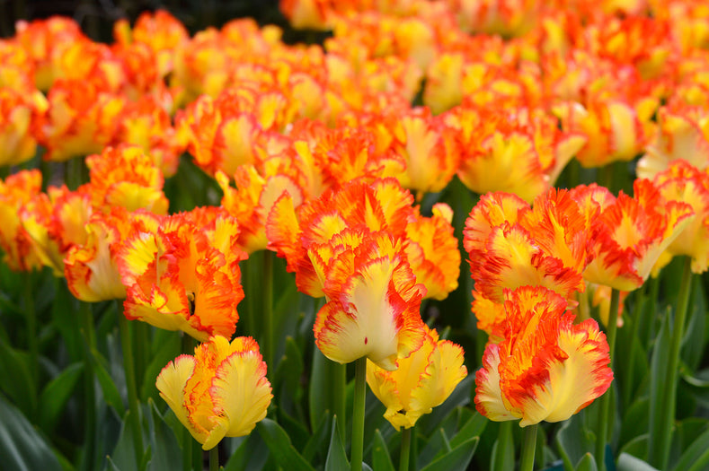 Tulip Rainbow Parrot  Order Your Exclusive Tulip Bulbs at DutchGrown