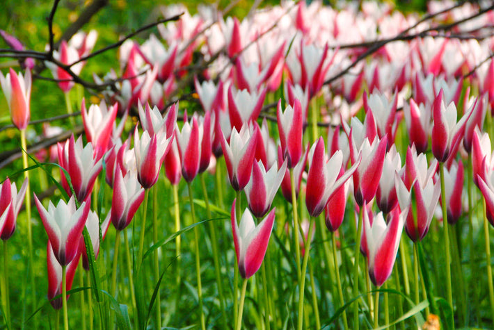 Do Tulips Multiply?