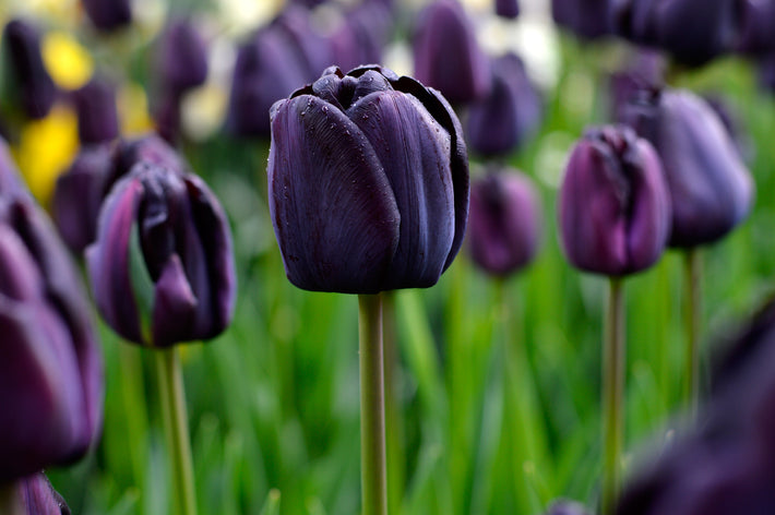 Using Black Flowering Bulbs Effectively