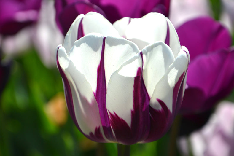 Frequently Asked Questions About Flower Bulbs (1)