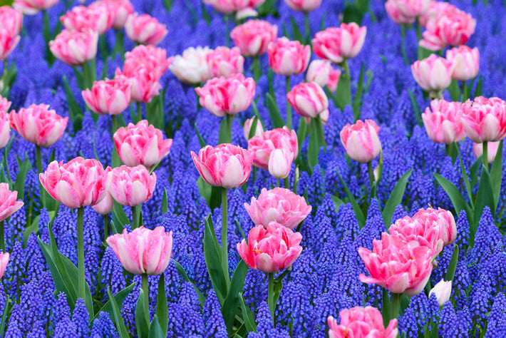 The Perfect Spring Flower Bulb Garden