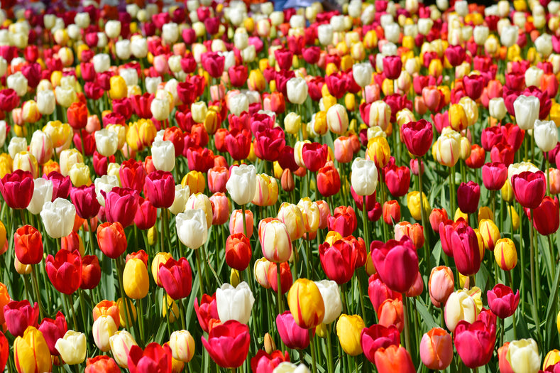 Tulip Varieties