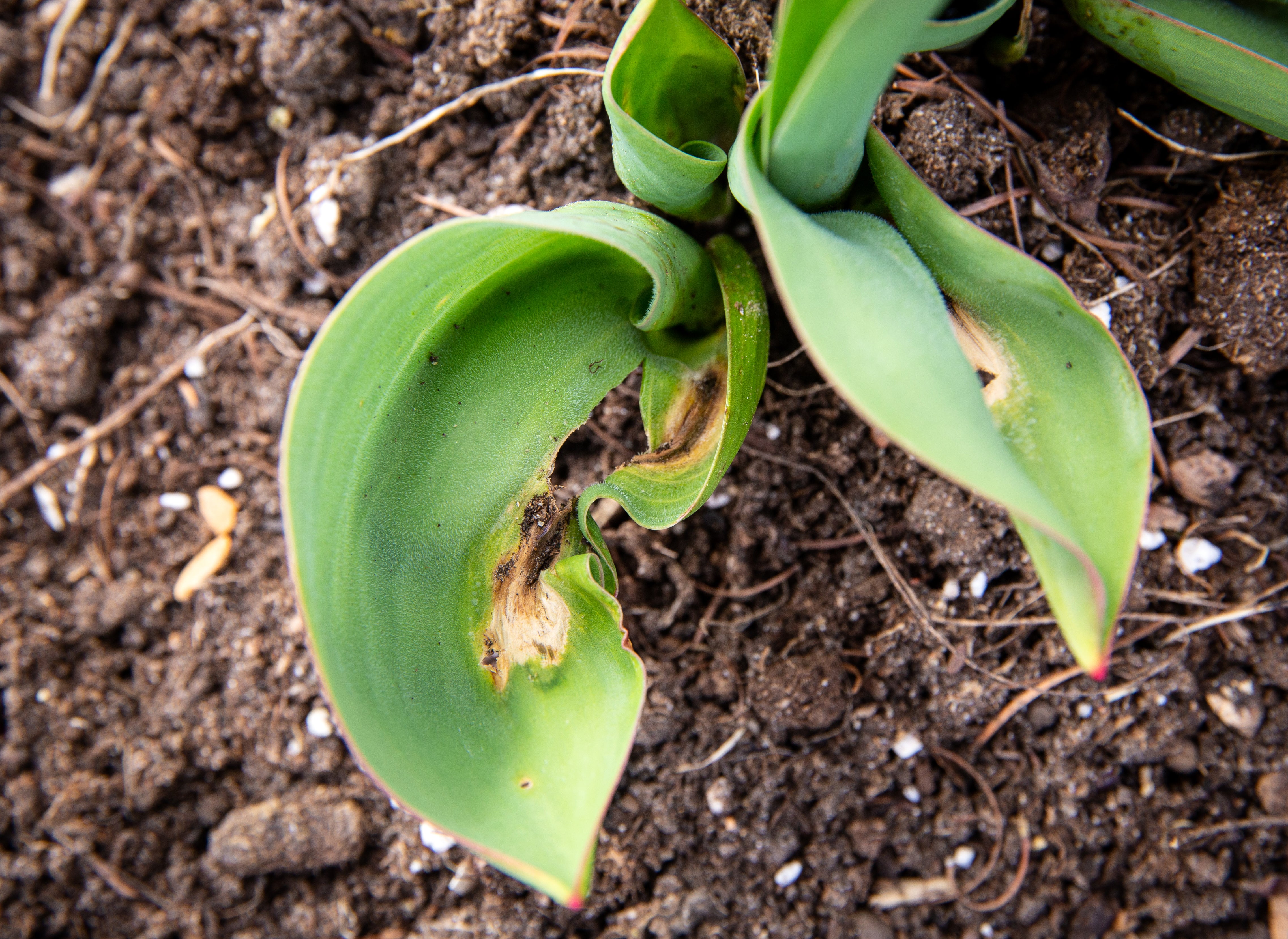 Tulip Fire: How to Prevent and Treat Botrytis Tulip Fungus