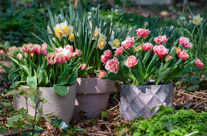 How to Grow Tulips in Pots or Containers?
