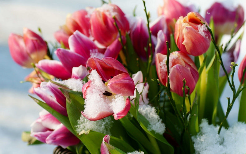 Protecting Flower Bulbs That Come Up Too Early