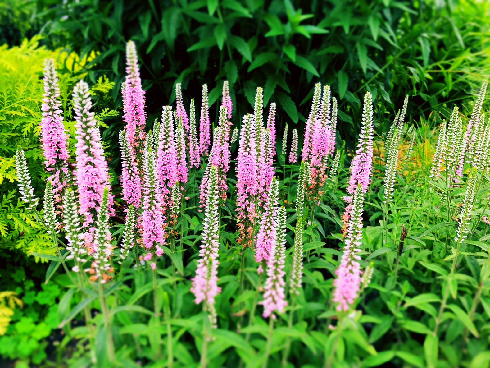 Growing Guide How to Grow Veronica Longifolia