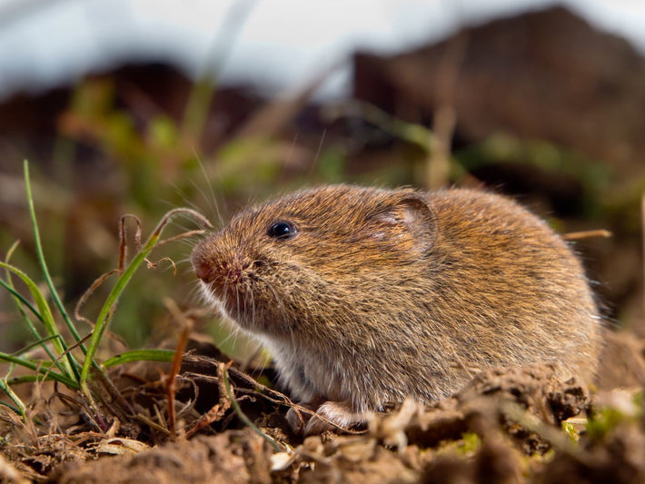 Protecting Flower Bulbs from Voles