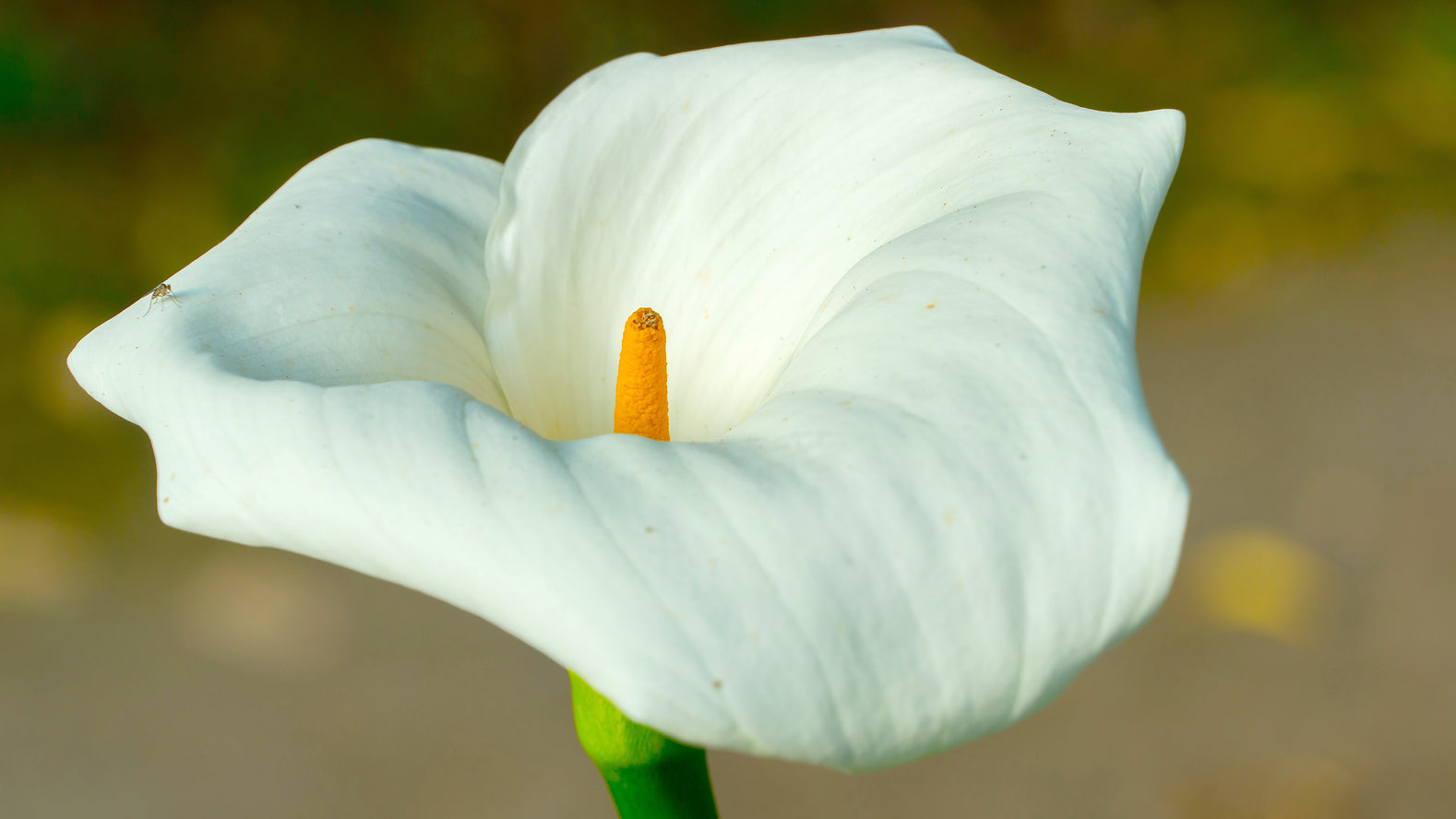 How to Grow Zantedeschia?